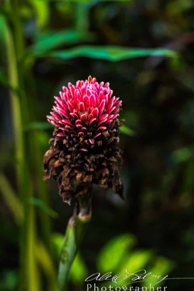 Botanical Flower