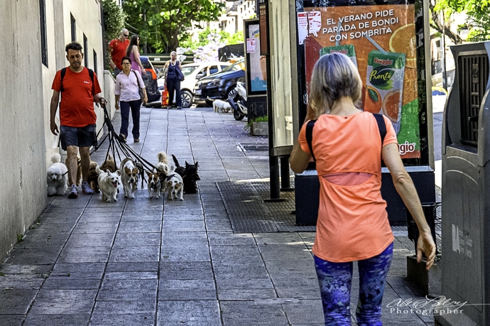 Professional dog walker, Buenos Aires