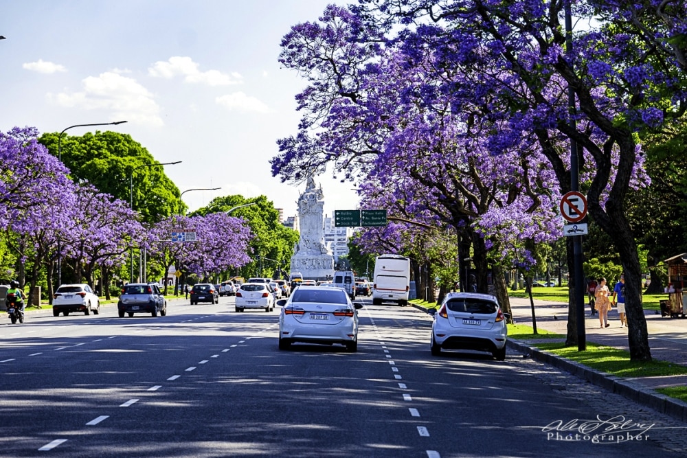 Wide boulevards abound with jacarandas in bloom
