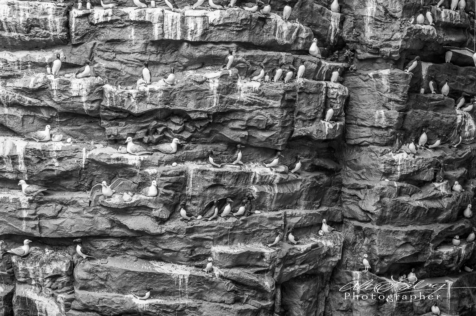 Puffin Poop, Iceland