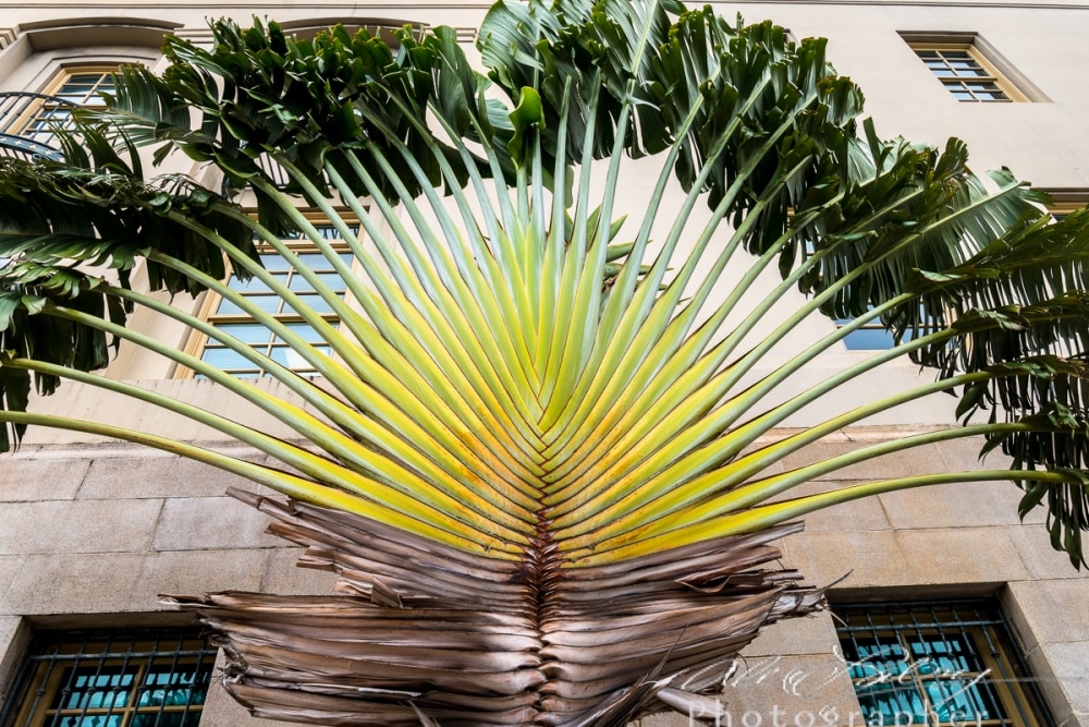 Peacock Palm